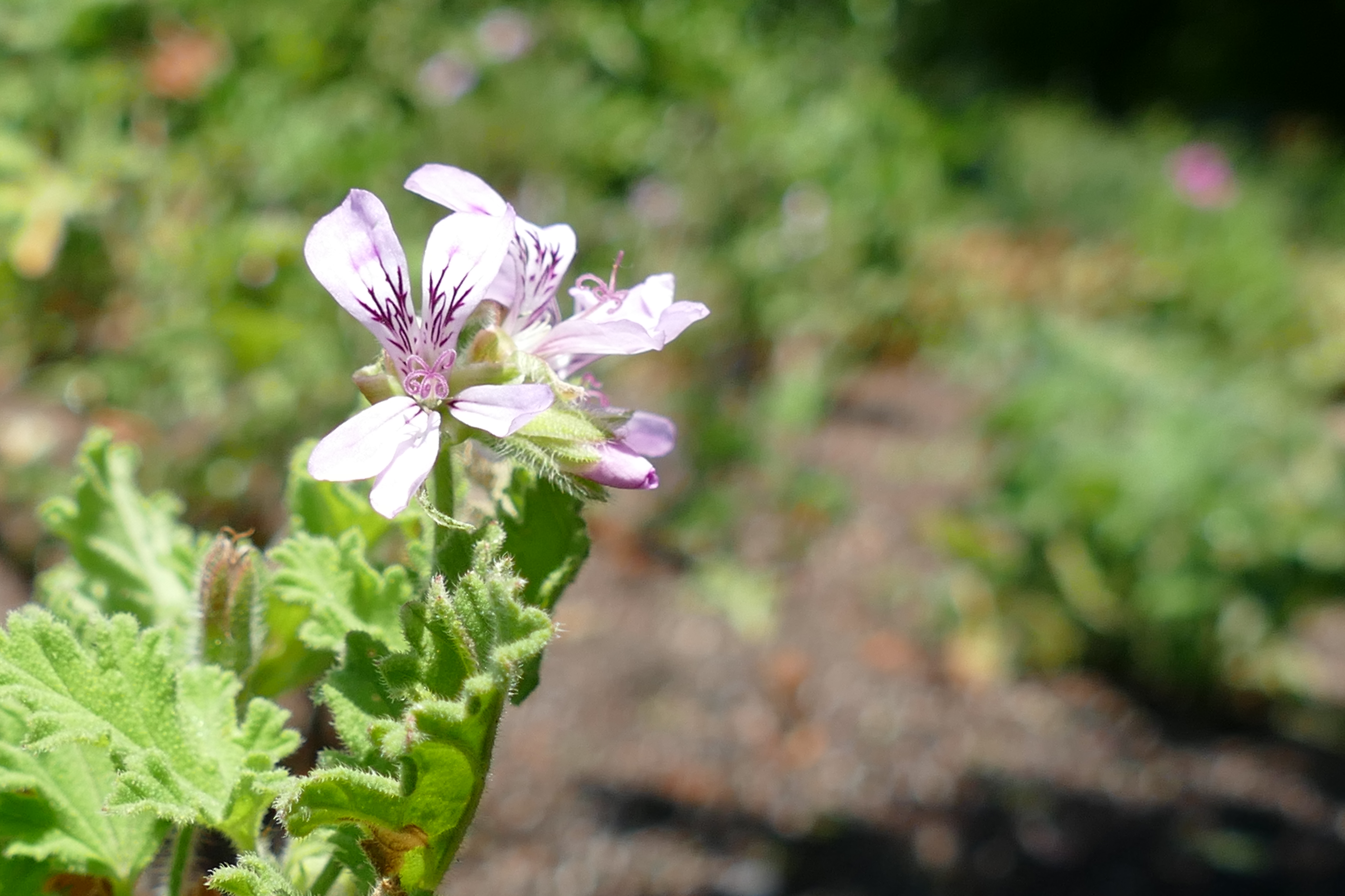 Géranium rosat - Plante médicinale